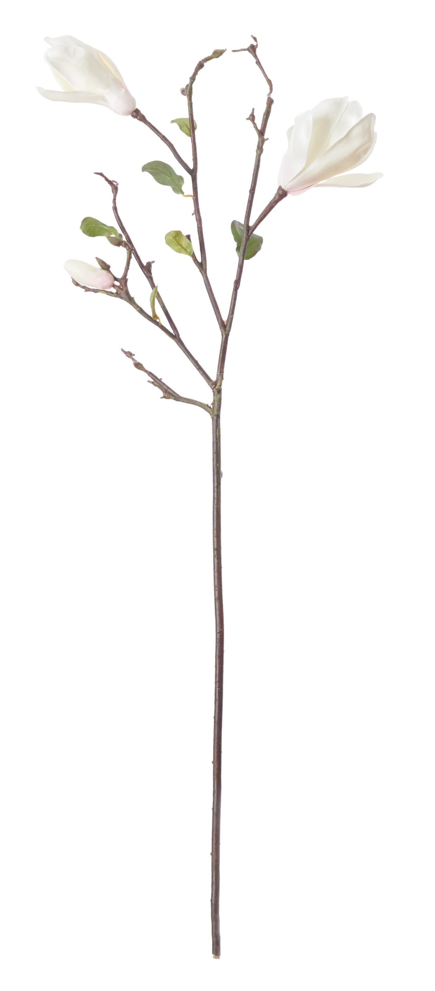 Magnolia Branch White - Image 77